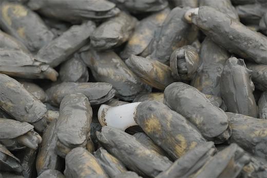 莆田好食材 | 鲜活黑泥海蛏2.5斤装（带黑泥），当天挖当天顺丰发货。 商品图2