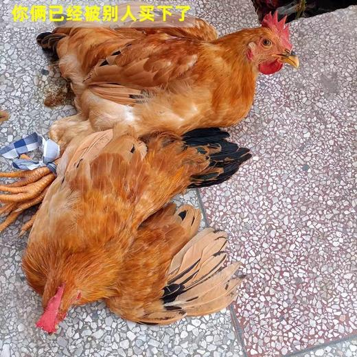 没有开声的小公鸡，1只活的2一2.2斤 商品图2