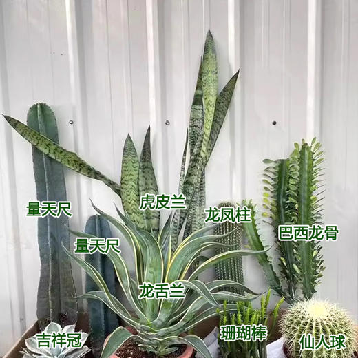 【绿植组合】热带景观-量天尺龙舌兰仙人掌组合耐旱耐晒沙生植物公司商场大型盆栽摆放送货上门 商品图7