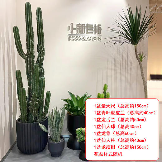 【绿植组合】热带景观-量天尺龙舌兰仙人掌组合耐旱耐晒沙生植物公司商场大型盆栽摆放送货上门 商品图9