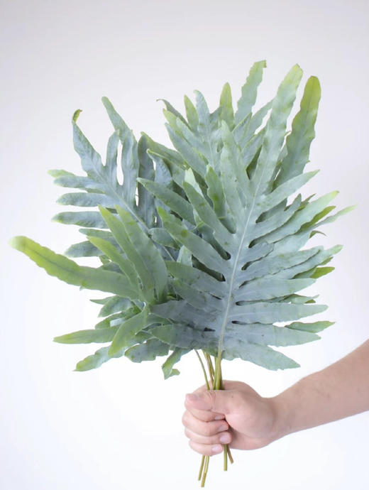 国产花材-【贯纵厥/网红叶】 商品图0