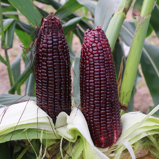 农家新鲜现摘黑甜糯玉米 含花青素  紫玉米  黑棒子 3斤/5斤 商品图1