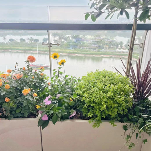 【绿植花箱布置】阳台花园风景庭院好养绿植花箱组合定制设计上门布置北欧风高级感满满 商品图3