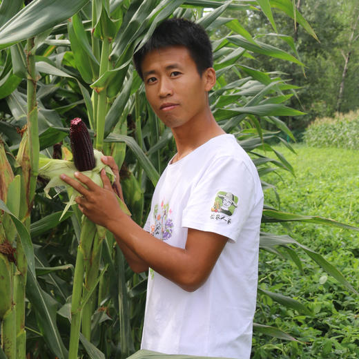 农家新鲜现摘黑甜糯玉米 含花青素  紫玉米  黑棒子 3斤/5斤 商品图5