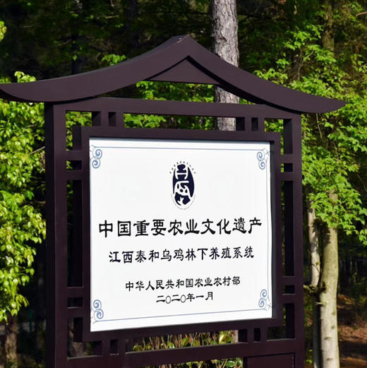 【泰和乌鸡】中国乌鸡原种！世界地理标志产品！富硒乌鸡白凤丸原材料！神州3号航天实验鸡！中国中药农业文化遗产..... 商品图8