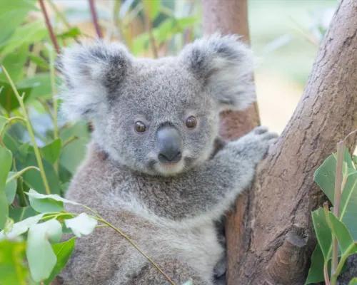 黄金海岸可伦宾野生动物保护门票+考拉照片 商品图4
