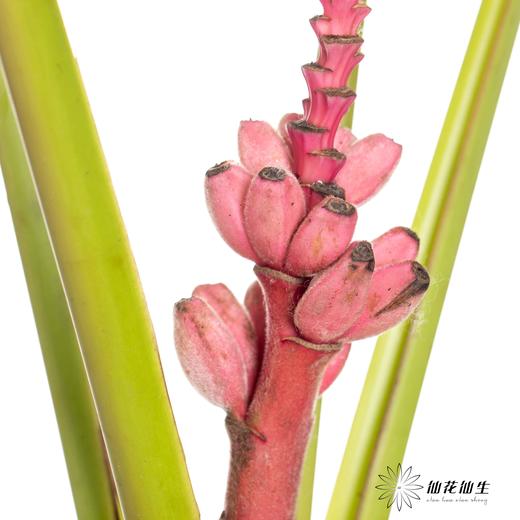 配花 | 梦幻蕉 商品图0