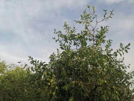 神农架自然农法冬吊枣（二级）400g 商品图1