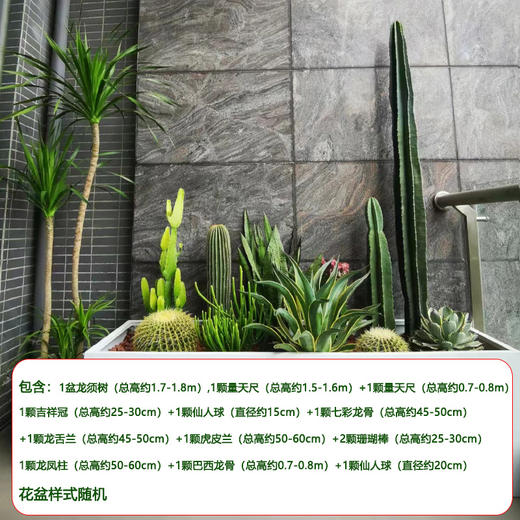 【绿植组合】热带景观-量天尺龙舌兰仙人掌组合耐旱耐晒沙生植物公司商场大型盆栽摆放送货上门 商品图4