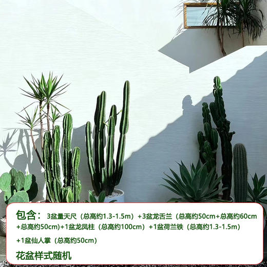 【绿植组合】热带景观-量天尺龙舌兰仙人掌组合耐旱耐晒沙生植物公司商场大型盆栽摆放送货上门 商品图6