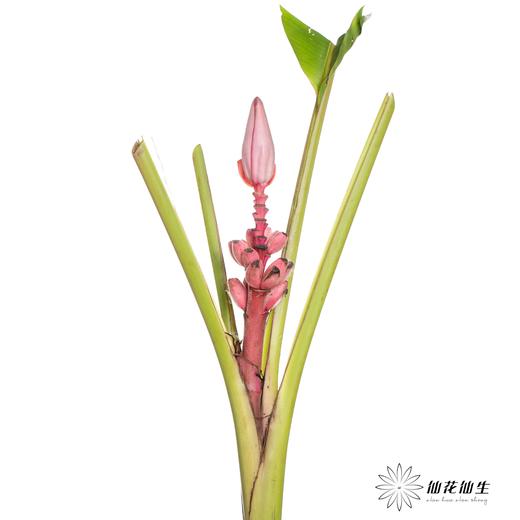 配花 | 梦幻蕉 商品图5