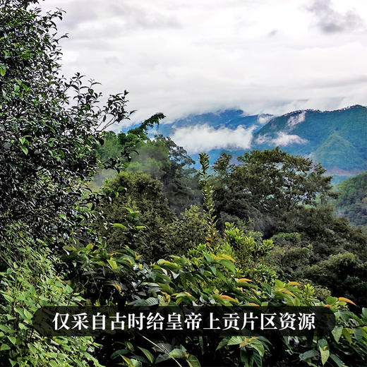 【龙团贡茶—那罕】云南普洱茶生茶团茶礼盒装与茶农强强联合良心好茶500g/团 商品图7