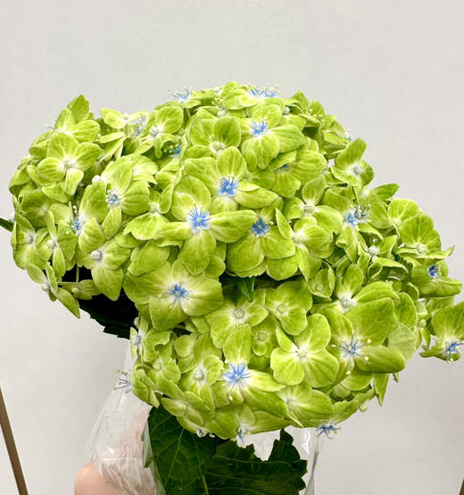 哥伦比亚-【绣球】绿色 商品图1