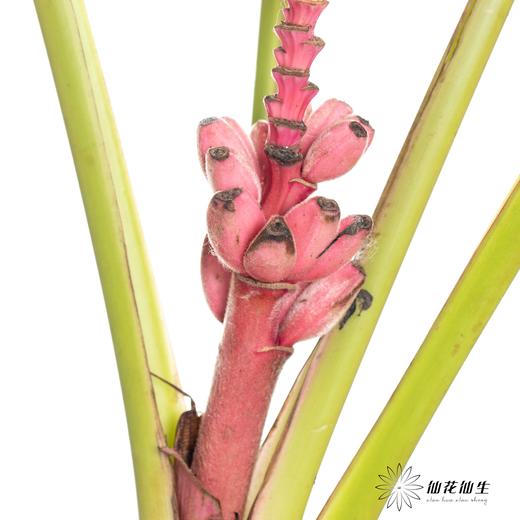 配花 | 梦幻蕉 商品图2