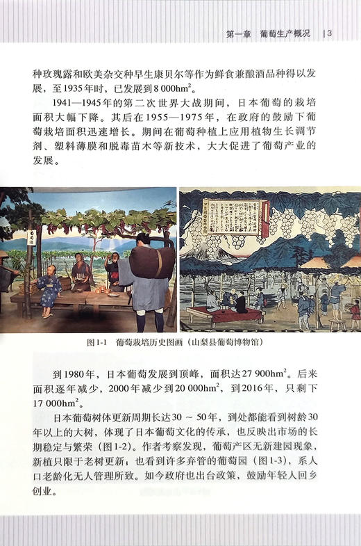 日本葡萄高品质栽培技术手册【中国农业出版社官方正版】 日本葡萄新优品种 先进栽培的实用技术指导书 葡萄品种 病虫害综合防治 商品图2