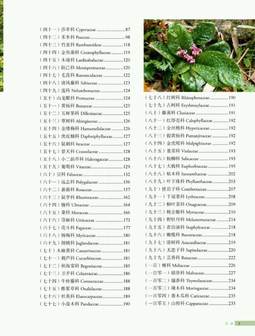 广东恩平植物 2037 商品图3