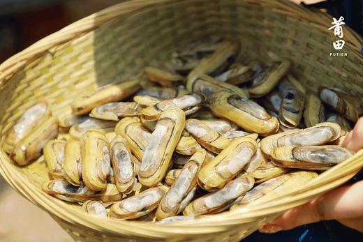 莆田好食材 | 新鲜吐沙去泥干净海蛏，顺丰快递送货到家。 商品图0