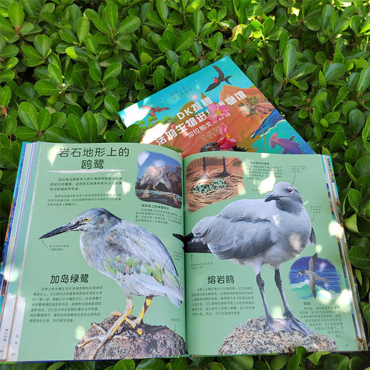 【图书】《DK探秘活的生物进化博物馆：加拉帕戈斯群岛》 商品图3