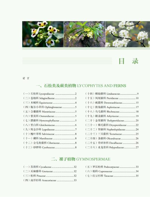 广东恩平植物 2037 商品图1