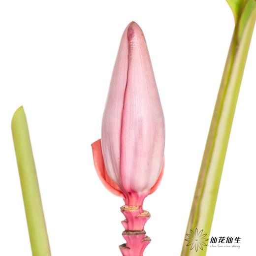 配花 | 梦幻蕉 商品图4