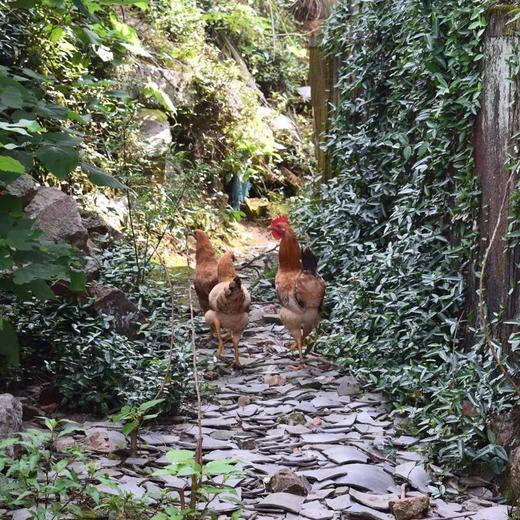 没有开声的小公鸡，1只活的2一2.2斤 商品图1