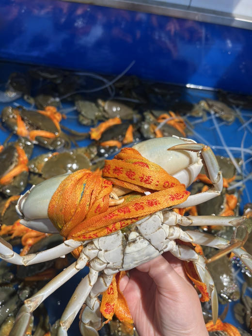 【海鲜】鲜活三门青蟹 6-7两/只 商品图1