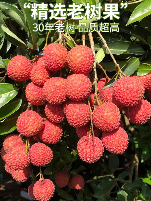 广东增城仙进奉荔枝5斤 商品图0