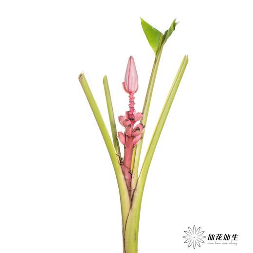 配花 | 梦幻蕉 商品图1