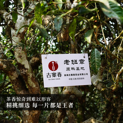 【鼎级奢侈品】【兔首—老班章龙珠】中国制茶大师全程亲制加监制代表了茶界蕞高端奢品，满足所有高端用茶场景需求，600克/罐 商品图9