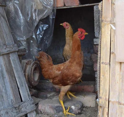 没有开声的小公鸡，1只活的2一2.2斤 商品图0