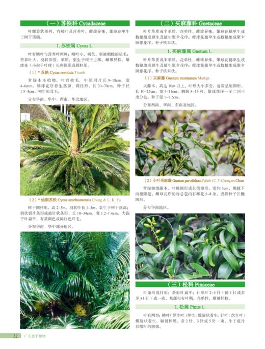 广东恩平植物 2037 商品图8