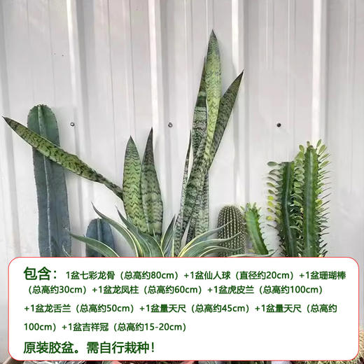 【绿植组合】热带景观-量天尺龙舌兰仙人掌组合耐旱耐晒沙生植物公司商场大型盆栽摆放送货上门 商品图8