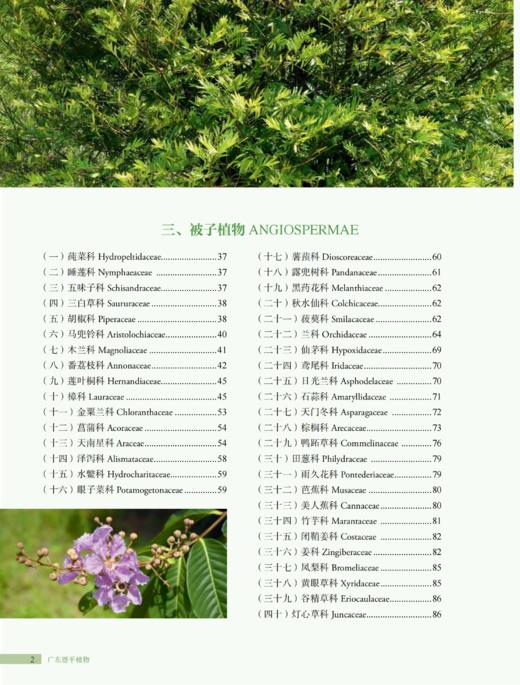 广东恩平植物 2037 商品图2