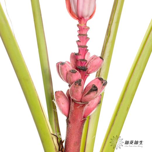 配花 | 梦幻蕉 商品图3