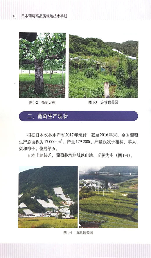 日本葡萄高品质栽培技术手册【中国农业出版社官方正版】 日本葡萄新优品种 先进栽培的实用技术指导书 葡萄品种 病虫害综合防治 商品图3