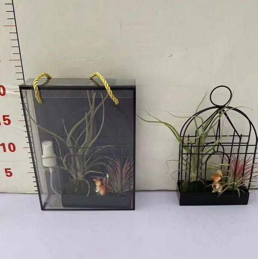 【绿植现货】空气凤梨铁艺礼盒35.9（现货 下单即可到店自提） 商品图6
