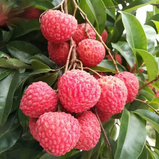 【快递】从化井岗红糯荔枝 3斤/5斤/10斤 商品图3