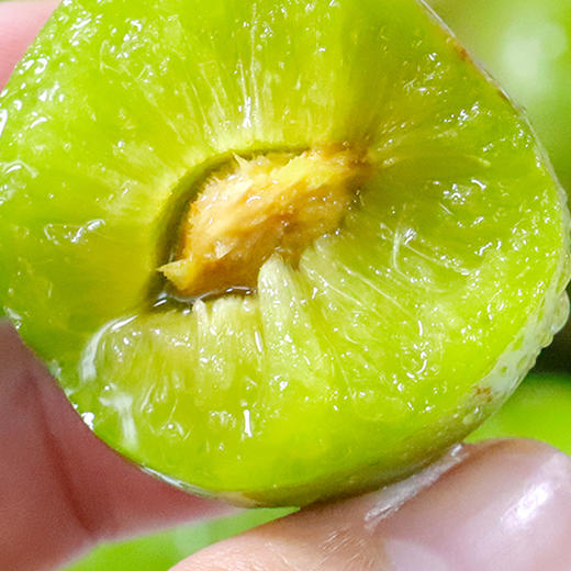 【新品上市】四川脱骨李 茵红李 半边红李子 新鲜应季青脆李子酸甜李子 商品图3