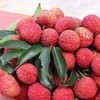 【快递】从化井岗红糯荔枝 3斤/5斤/10斤 商品缩略图0