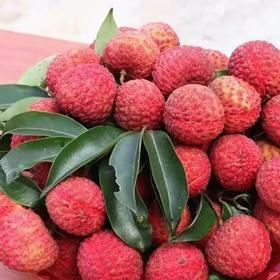 【快递】从化井岗红糯荔枝 3斤/5斤/10斤