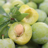 【新品上市】四川脱骨李 茵红李 半边红李子 新鲜应季青脆李子酸甜李子 商品缩略图4