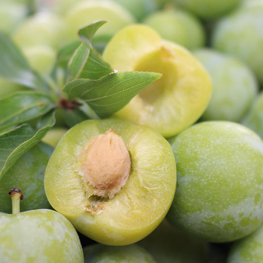 【新品上市】四川脱骨李 茵红李 半边红李子 新鲜应季青脆李子酸甜李子 商品图4