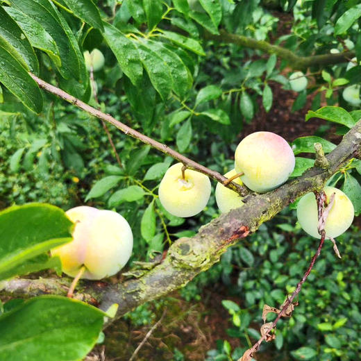 【新品上市】四川脱骨李 茵红李 半边红李子 新鲜应季青脆李子酸甜李子 商品图7