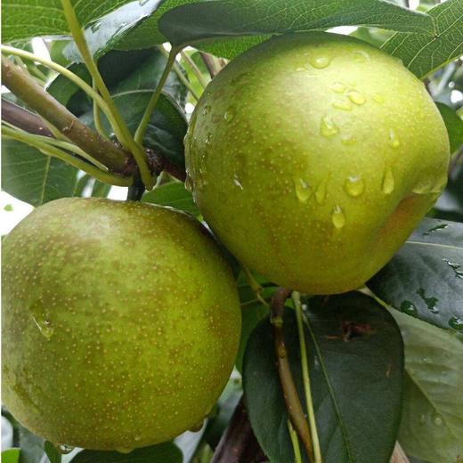 脆冠梨2粒约800g/份 商品图2