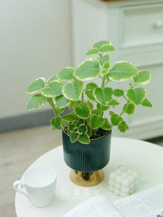 碰碰香 商品图2