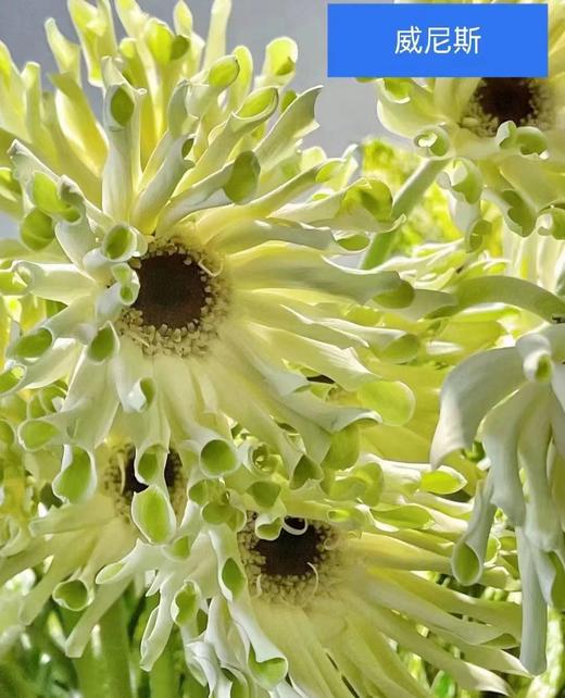 非洲菊·威尼斯（绿色蛋卷） 商品图0