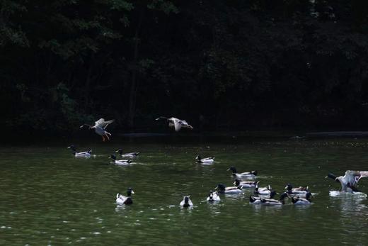 有机绿头飞鸭｜衢州发 商品图3