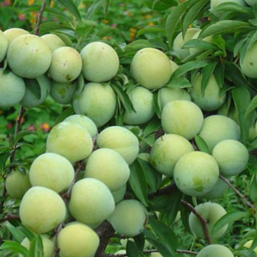 【新品上市】四川脱骨李 茵红李 半边红李子 新鲜应季青脆李子酸甜李子 商品图6