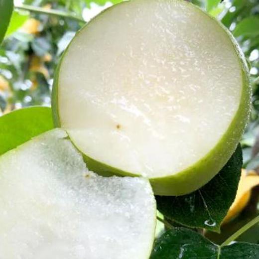 脆冠梨2粒约800g/份 商品图3