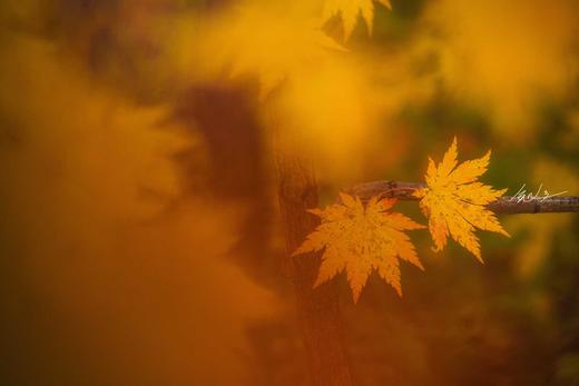 环国旅行——G331辽宁秋色：辽秋枫迷红叶+中朝边境+丹东鸭绿江+大连海滨之旅8天 商品图11